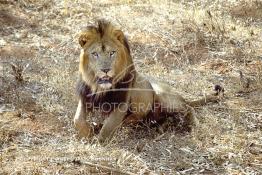 Image du Maroc Professionnelle de  MAX un jeune lion de l'atlas âgé de 7 ans effectue sa première sortie de cage depuis sa naissance au zoo de Témara près de Rabat. Mardi 27 Avril 1999. (Photo / Abdeljalil Bounhar) 